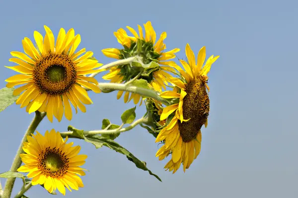 Sunflower — Stock Photo, Image