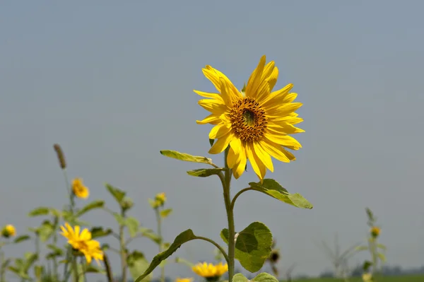 Girassol — Fotografia de Stock