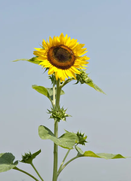 Sunflower — Stock Photo, Image