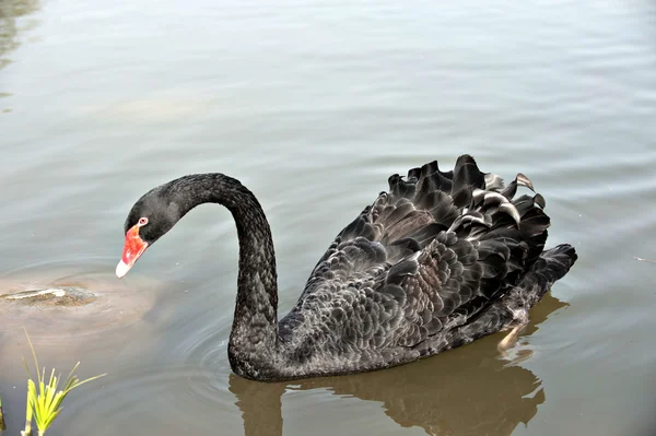 Dierlijk — Stockfoto