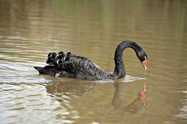 Dierlijk — Stockfoto