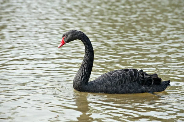 Dierlijk — Stockfoto