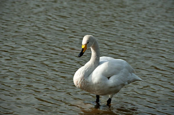 Dierlijk — Stockfoto