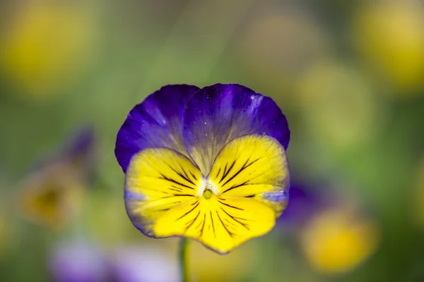 야생 꽃 — 스톡 사진