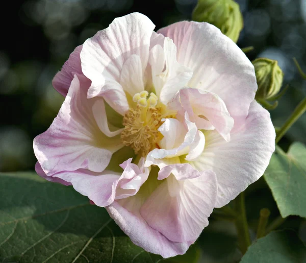 The pink hibiscus flower — Stock Photo, Image