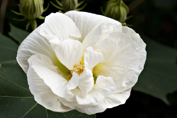 Floare hibiscus — Fotografie, imagine de stoc