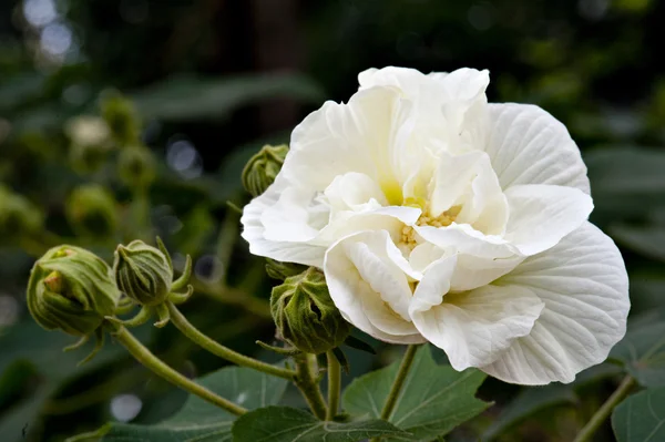 Hibiscus çiçeği — Stok fotoğraf