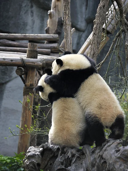 Gigantisk panda – stockfoto