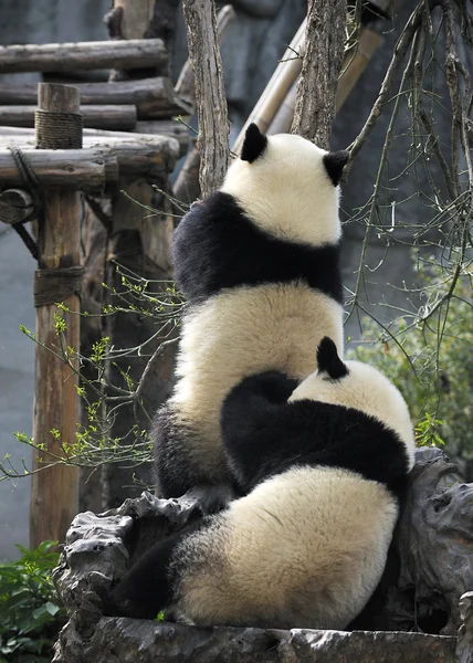 Giant panda — Stock Photo, Image