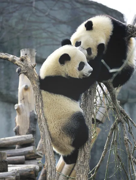 Giant panda — Stock Photo, Image