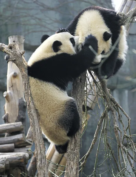 Gigantisk panda – stockfoto