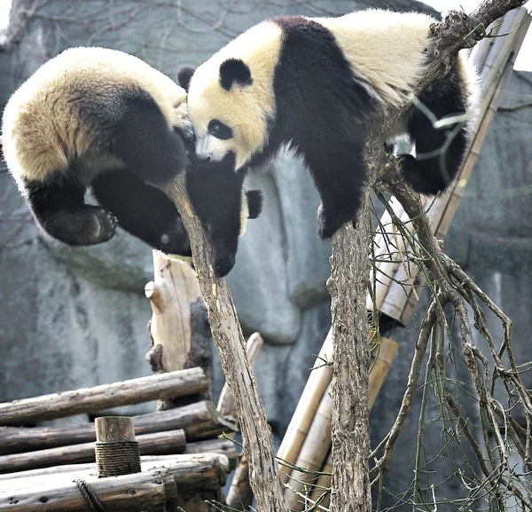 Giant panda — Stock Photo, Image