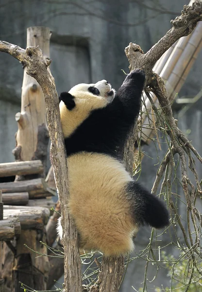 Gigantisk panda – stockfoto