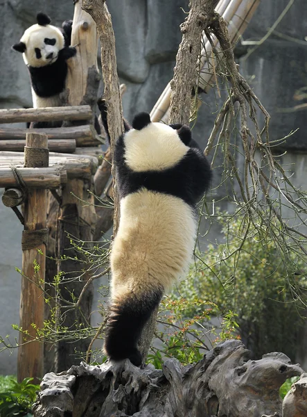 Gigantisk panda – stockfoto
