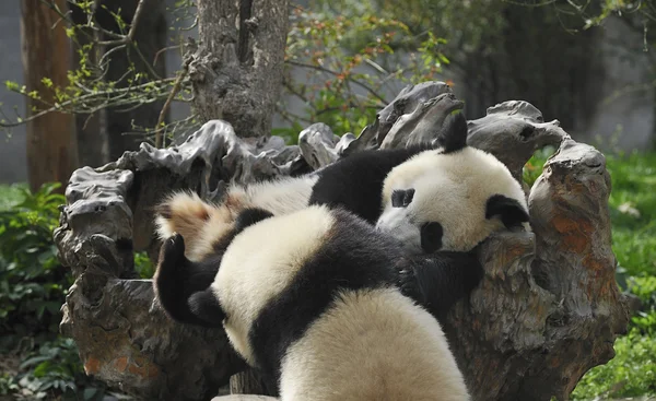 Giant panda — Stock Photo, Image