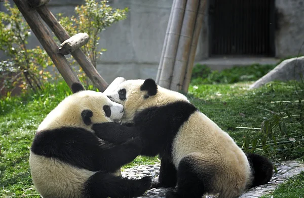 Panda gigante — Fotografia de Stock