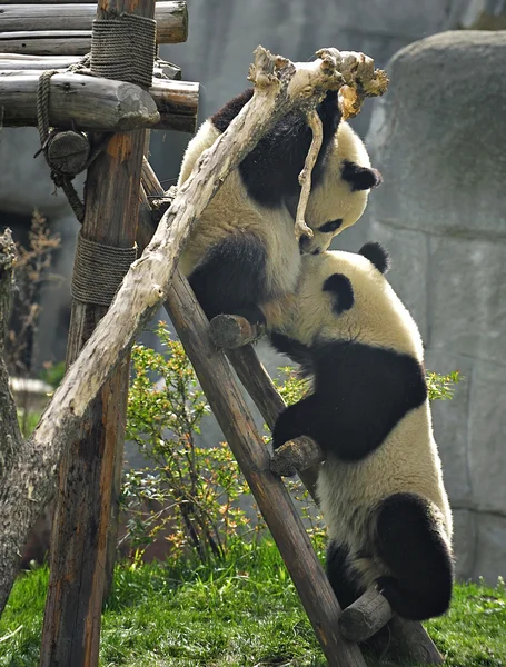 Giant panda — Stock Photo, Image