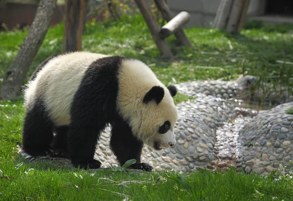 Giant panda — Zdjęcie stockowe