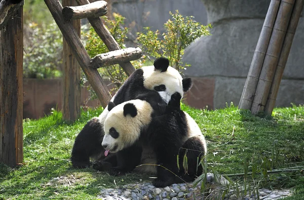 Giant panda — Stock Photo, Image