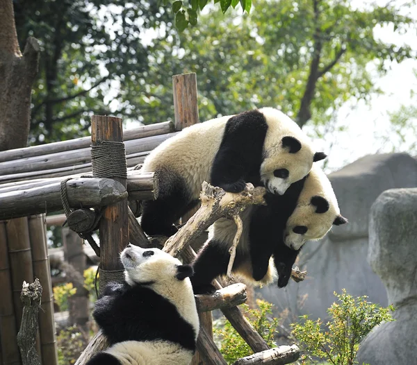 Giant panda — Stock Photo, Image