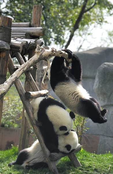 Gigantisk panda – stockfoto