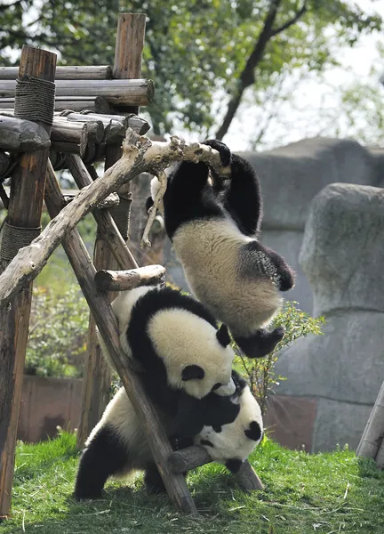 Panda gigante — Fotografia de Stock