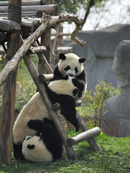 Panda gigante Imagem De Stock