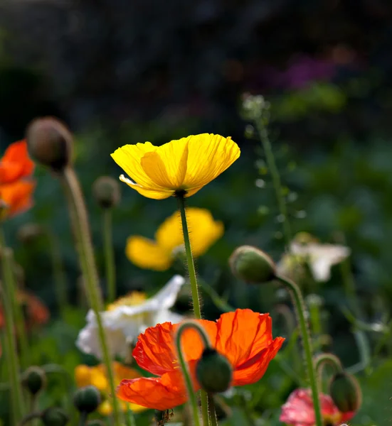 Červená corn poppy — Stock fotografie