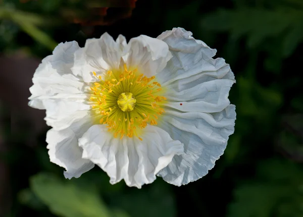 Papoula de milho branco — Fotografia de Stock