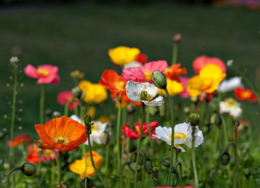 Kırmızı mısır haşhaş