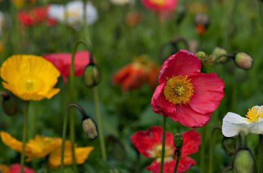 Kırmızı mısır haşhaş