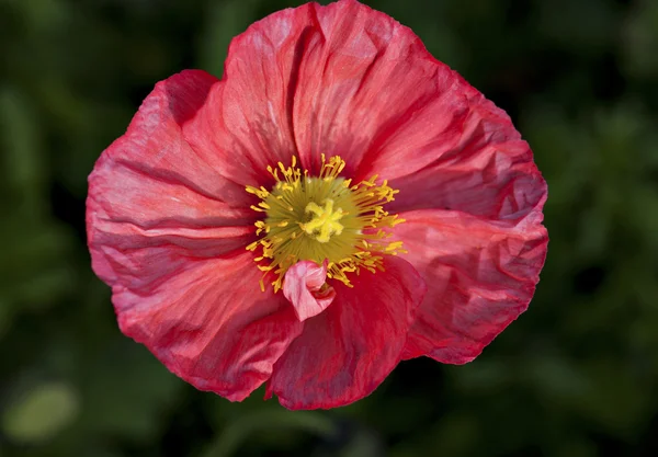 Red corn poppy — Stock Photo, Image