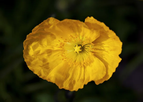 Amapola de maíz rojo — Foto de Stock