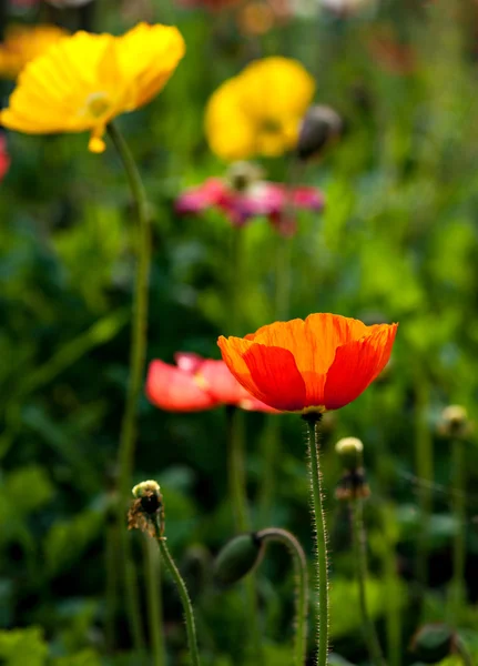 Kırmızı mısır haşhaş