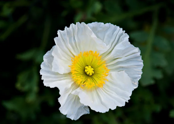 Papoula de milho branco — Fotografia de Stock