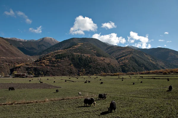 The countryside landscape — Stock Photo, Image