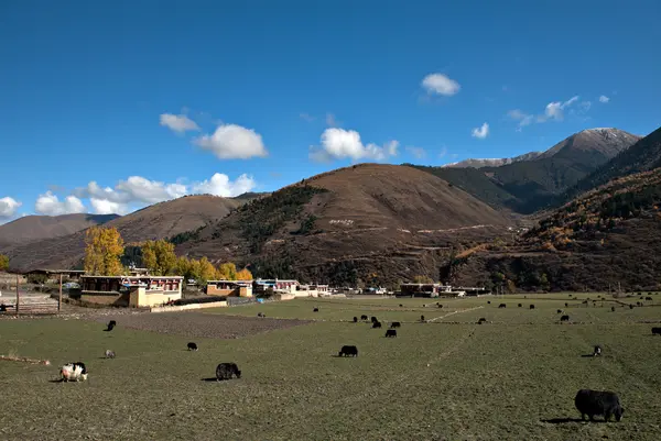 乡村景观 — 图库照片