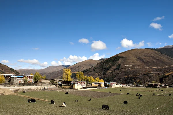 A paisagem rural — Fotografia de Stock