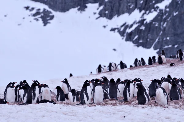 Антарктический пингвин — стоковое фото