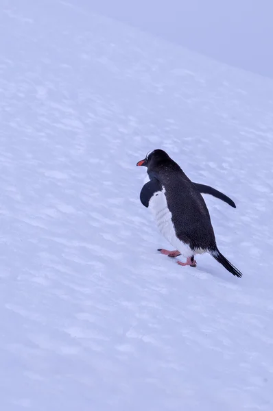 Pinguim-antártico — Fotografia de Stock
