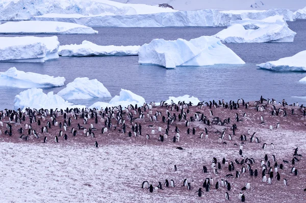 Антарктический пингвин — стоковое фото