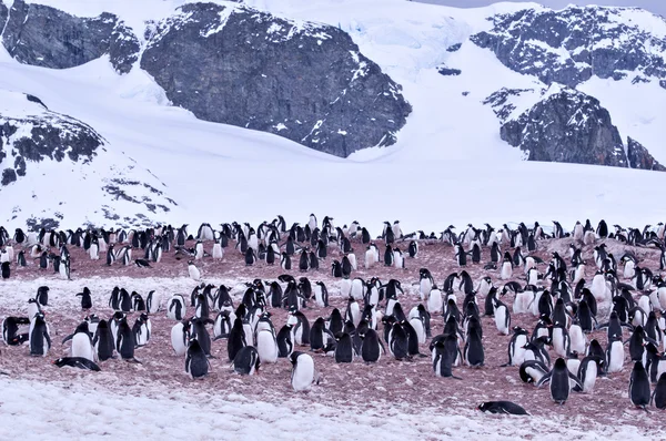 Pinguino antartico — Foto Stock