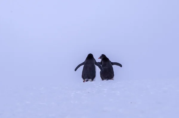 南极企鹅 — 图库照片