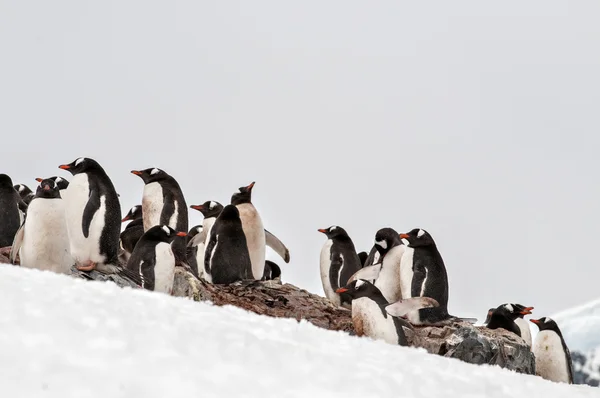 Antarctic penguin — Stock Photo, Image