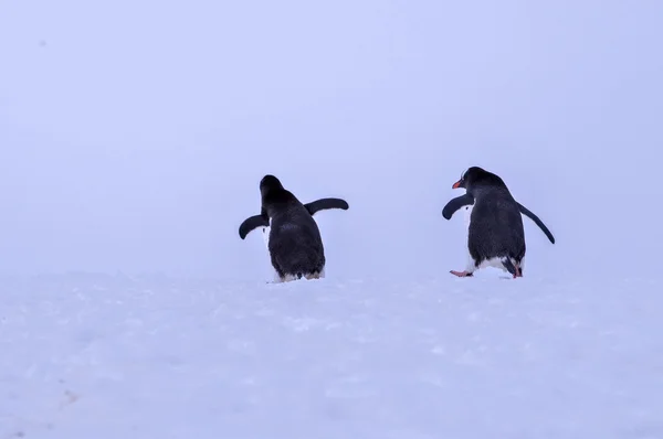 Pinguim-antártico — Fotografia de Stock