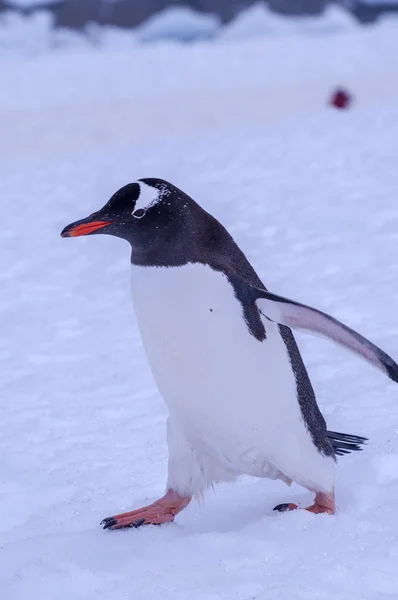 Pingouin antarctique — Photo