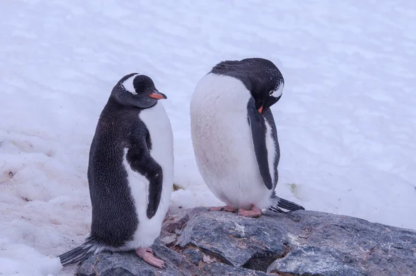 Antarktiszi pingvin — Stock Fotó