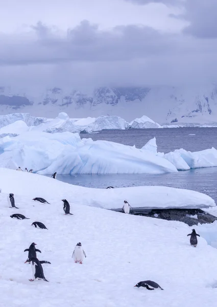 Antarktika pengueni — Stok fotoğraf