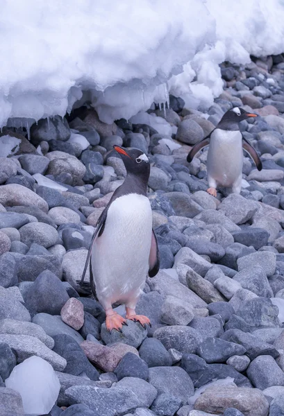 Pingüino antártico — Foto de Stock