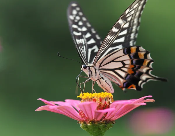 Mariposa. —  Fotos de Stock